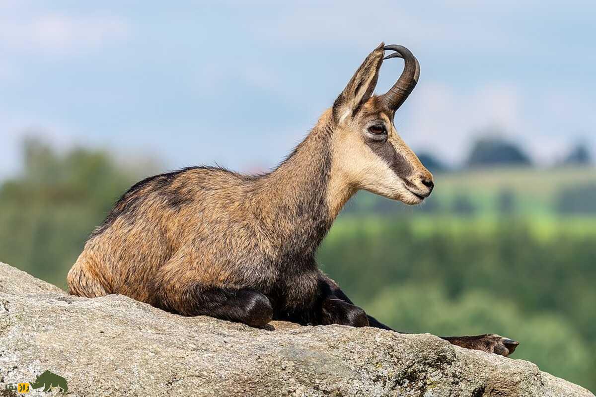 دورگهای نیرومند، نیمهوحشی و کوهنورد، حاصل جفتگیری بز اهلی با بز کوهی ایرانی دورگهای نیرومند، نیمهوحشی و کوهنورد، حاصل جفتگیری بز اهلی با بز کوهی ایرانی