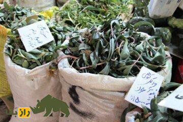 والِک؛ سبزی کمیاب مخصوص شمال تهران که نفخ را از بین میبرد و غذای خوشمزه والکپلو از آن تهیه میشود. والِک شمرون