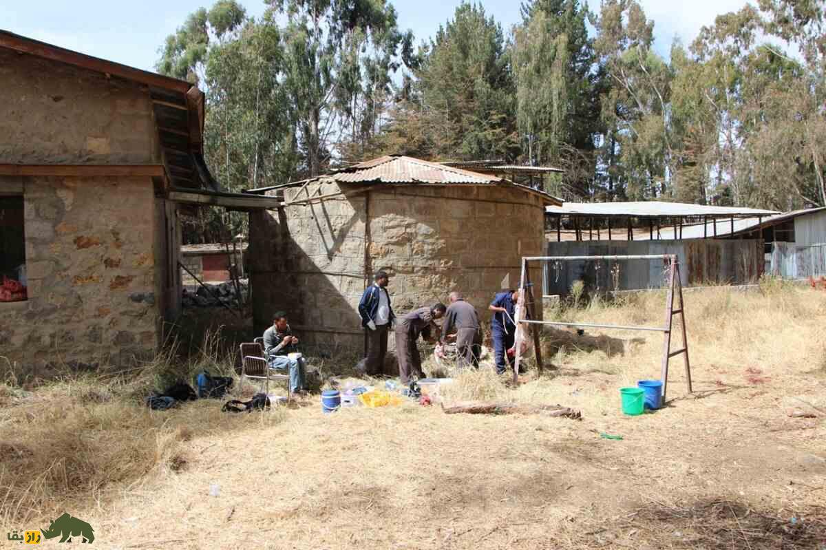 گوسفند منز؛ گوسفندی از کشور اتیوپی که برای مردم این کشور حکم یک حساب بانکی زنده دارد گوسفند منز