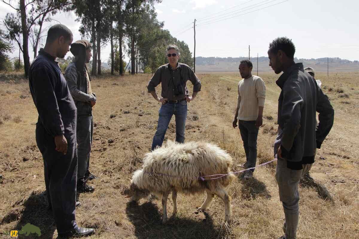 گوسفند منز؛ گوسفندی از کشور اتیوپی که برای مردم این کشور حکم یک حساب بانکی زنده دارد گوسفند منز