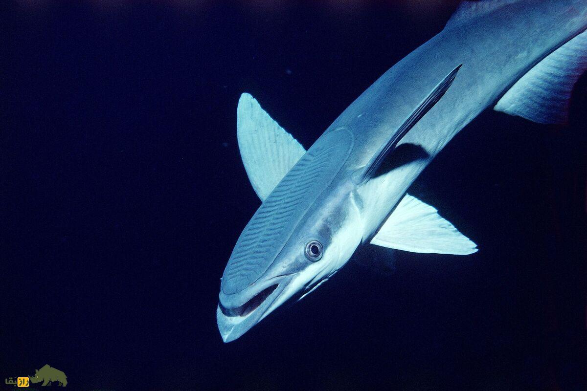 ماهی لزاک یا چسبک؛ انگل عجیبی که با وجود غیرخوراکی بودن به عنوان ماهی خوراکی فروخته میشود!