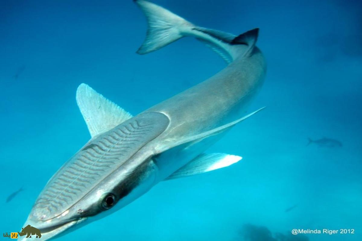 ماهی لزاک؛ انگل دریایی همسفر کوسهها که با وجود غیرخوراکی بودن، گاه بهعنوان ماهی خوراکی فروخته میشود ماهی لزاک؛ انگل دریایی همسفر کوسهها که با وجود غیرخوراکی بودن، گاه بهعنوان ماهی خوراکی فروخته میشود