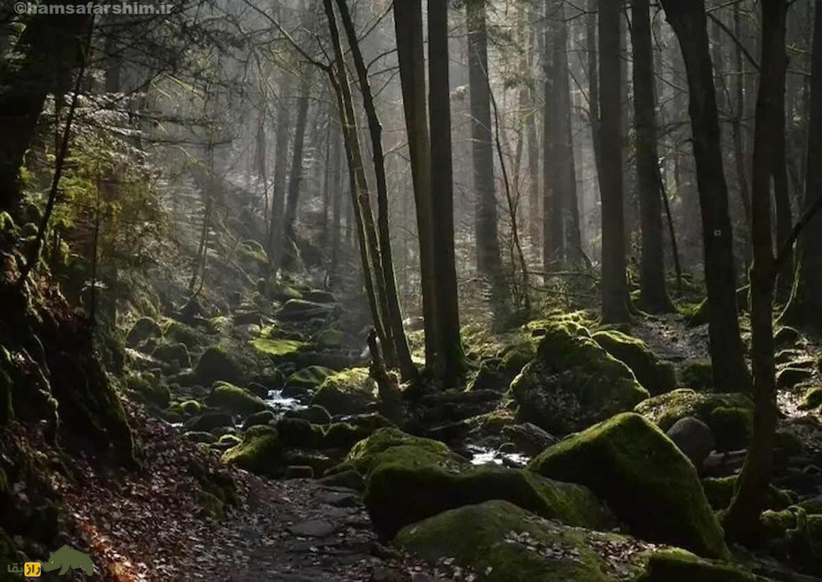 جنگل جیغ مشهد