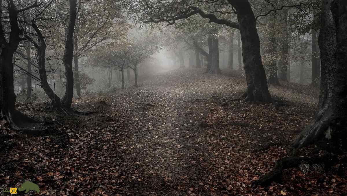 جنگل جیغ مشهد