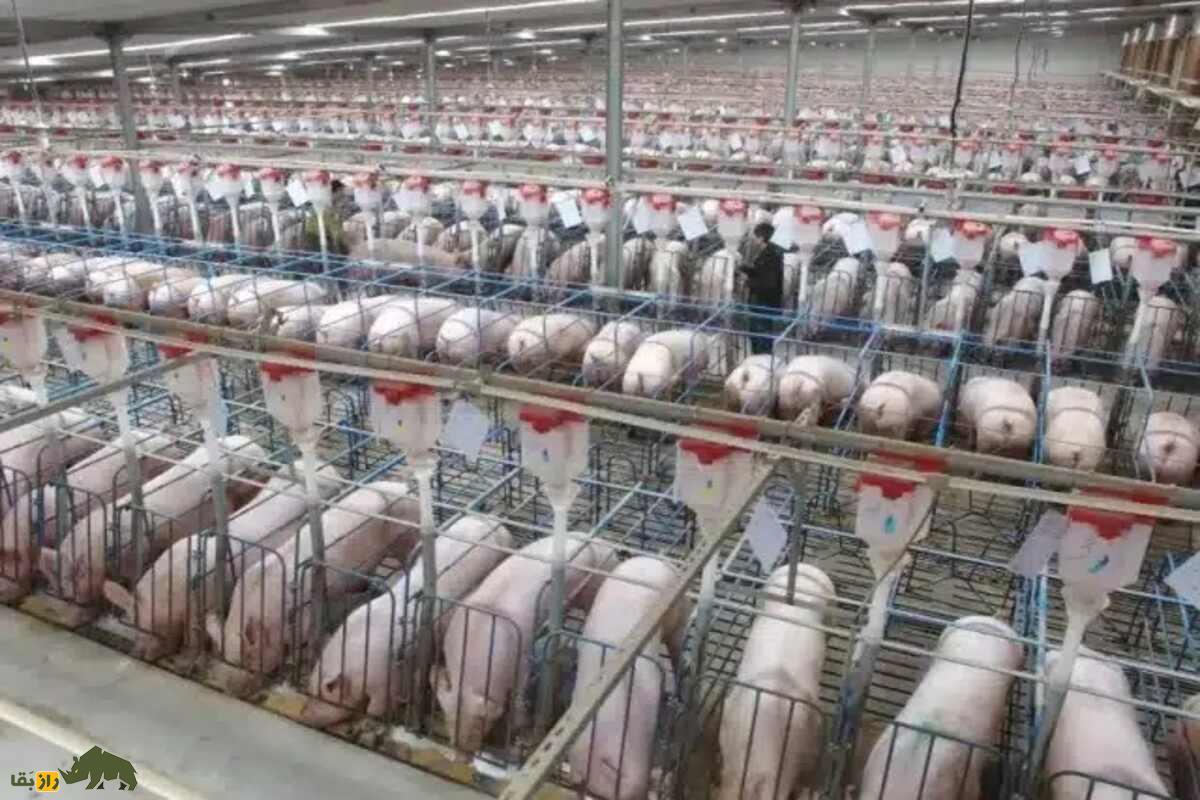 عجیبترین مزرعه پروش خوک جهان در چین؛ برج نشینی یک میلیون خوک در یک مزرعه ۲۶ طبقه! عجیبترین مزرعه پروش خوک جهان در چین؛ برج نشینی یک میلیون خوک در یک مزرعه ۲۶ طبقه!