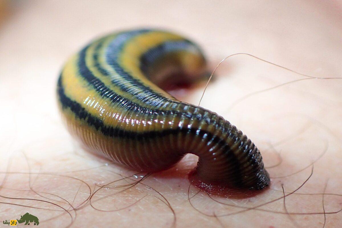 زالو؛ موجودی خون‌خوار و دوجنسه با ۳۲ مغز، ۱۰ معده و ۹ جفت بیضه که پیچیده‌ترین جفت‌گیری را دارد