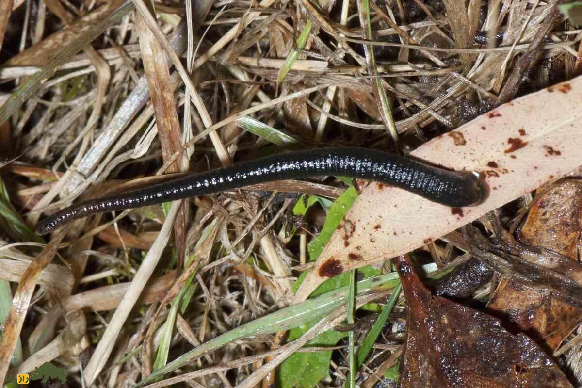 زالو؛ موجودی با ۳۲ مغز، ۱۰ معده و ۹ جفت بیضه | پشت‌پرده‌ی عجایب بدنی این کرم درمانگر
