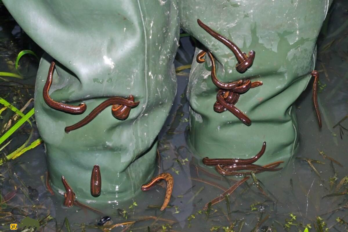 زالو؛ موجودی با ۳۲ مغز، ۱۰ معده و ۹ جفت بیضه | پشت‌پرده‌ی عجایب بدنی این کرم درمانگر