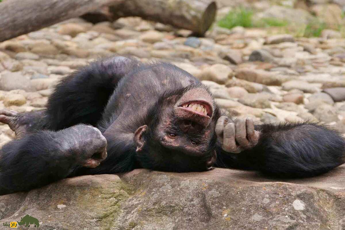 آیا میل انسان به نوشیدنی‌های الکلی ارثی است؟ مستی گروهی شامپانزه‌ها فرضیه‌ای فرگشتی را تقویت کرد