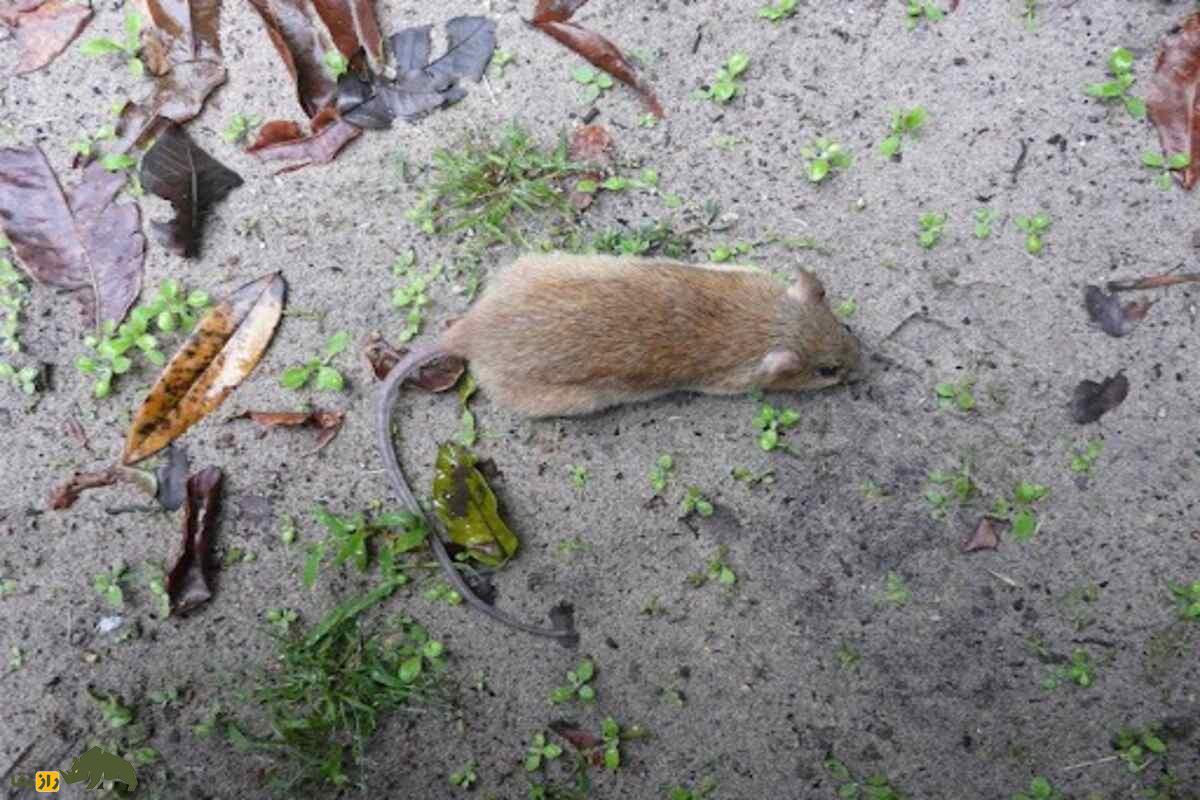 هیولای خاموش تهران؛ حمله پنهان موش نروژی به قلب شهر هیولای خاموش تهران؛ حمله پنهان موش نروژی به قلب شهر