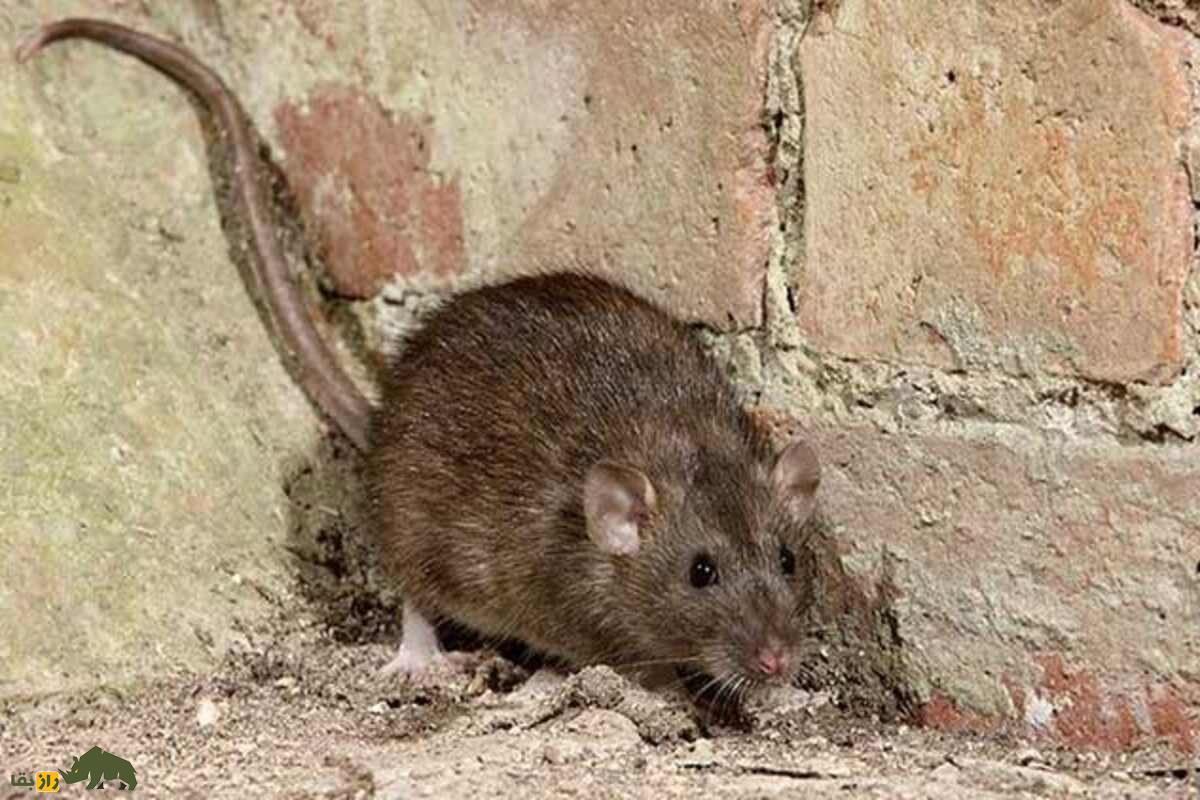 هیولای خاموش تهران؛ حمله پنهان موش نروژی به قلب شهر هیولای خاموش تهران؛ حمله پنهان موش نروژی به قلب شهر