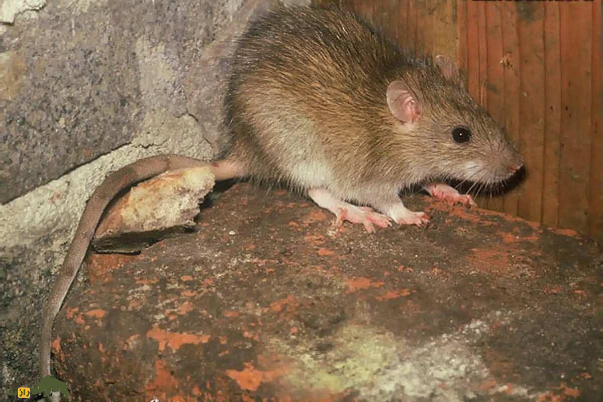 هیولای خاموش تهران؛ حمله پنهان موش نروژی به قلب شهر هیولای خاموش تهران؛ حمله پنهان موش نروژی به قلب شهر