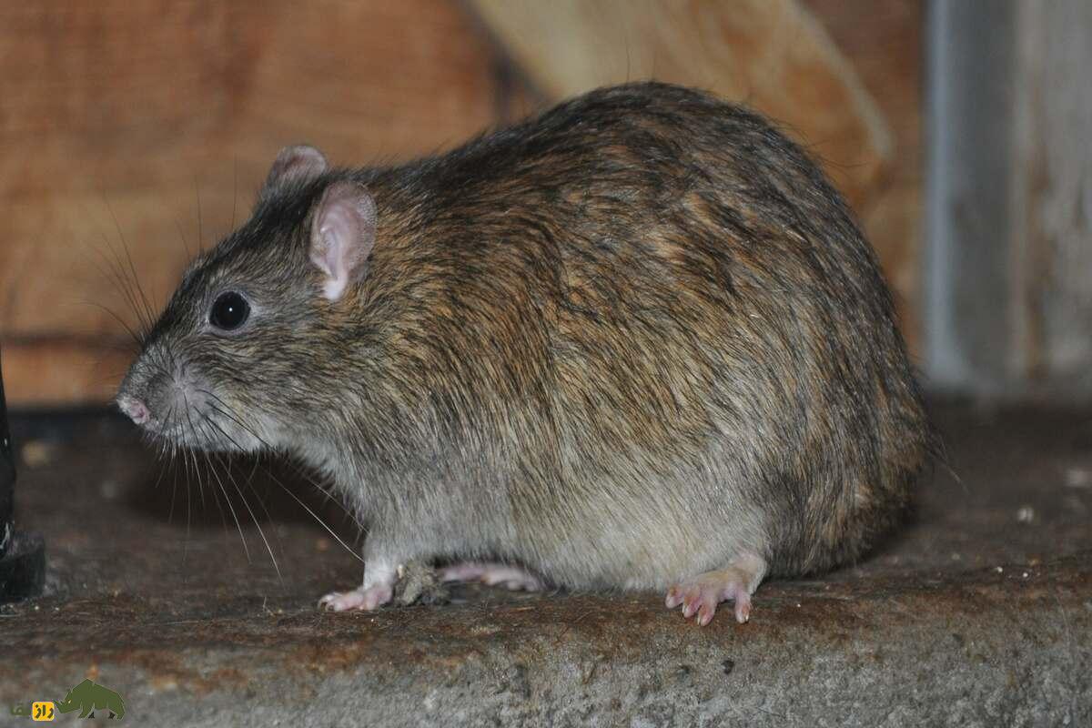 هیولای خاموش تهران؛ حمله پنهان موش نروژی به قلب شهر هیولای خاموش تهران؛ حمله پنهان موش نروژی به قلب شهر