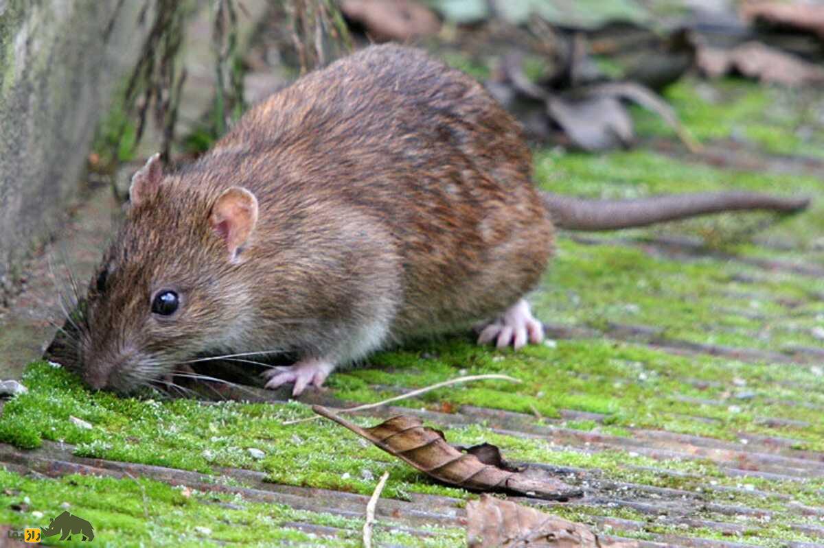 هیولای خاموش تهران؛ حمله پنهان موش نروژی به قلب شهر هیولای خاموش تهران؛ حمله پنهان موش نروژی به قلب شهر