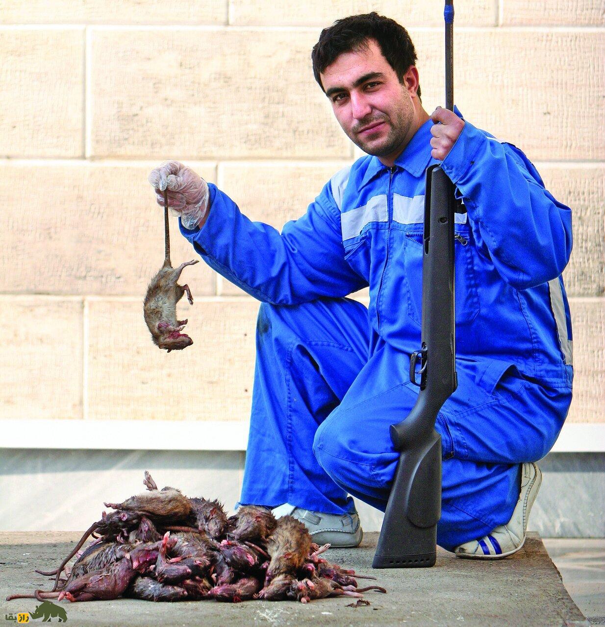 هیولای خاموش تهران؛ حمله پنهان موش نروژی به قلب شهر یک مرد که موش های خیابانی را شکار کرده است