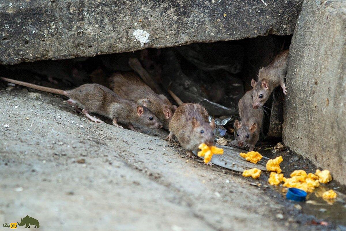 موش نروژی؛ موشهای نروژی تهران چینی هستند، گربهها از آنها میترسند و هر سال ۱۰۰ بچه به دنیا میآورند موش نروژی