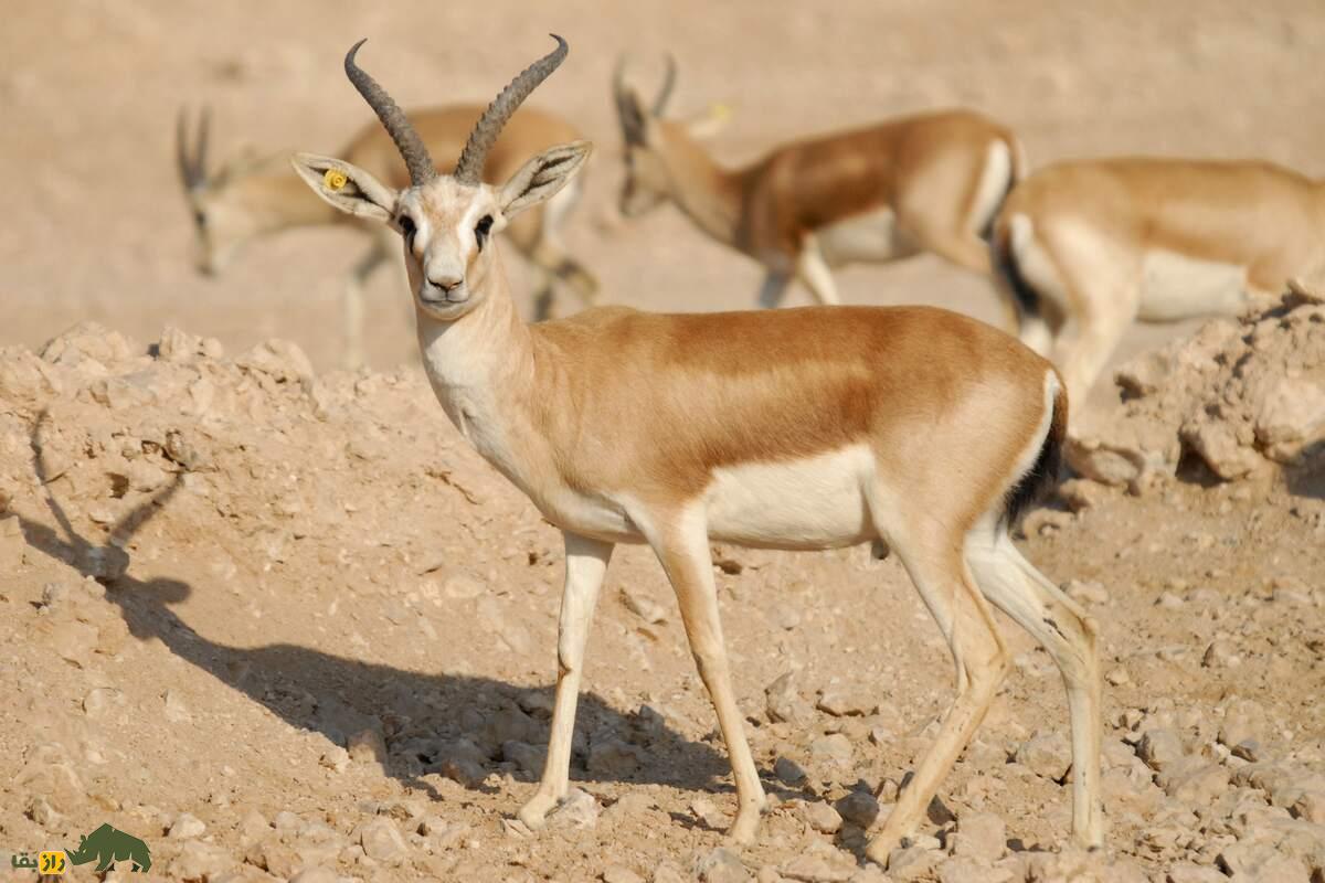 آهوی گواتردار ایرانی؛ همه چیز درباره زیباترین گونه در خطر انقراض ایران با جایگاه ویژه در فرهنگ و طبیعت آهوی گواتردار ایرانی؛ همه چیز درباره زیباترین گونه در خطر انقراض ایران با جایگاه ویژه در فرهنگ و طبیعت