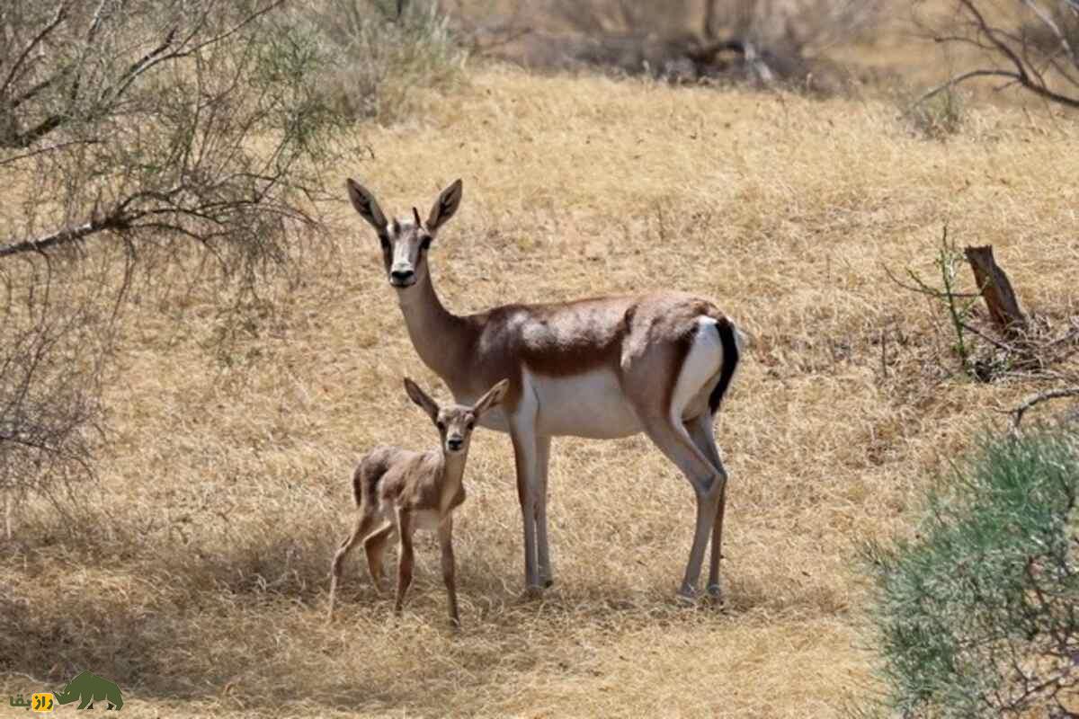 آهوی گواتردار ایرانی؛ همه چیز درباره زیباترین گونه در خطر انقراض ایران با جایگاه ویژه در فرهنگ و طبیعت آهوی گواتردار ایرانی؛ همه چیز درباره زیباترین گونه در خطر انقراض ایران با جایگاه ویژه در فرهنگ و طبیعت