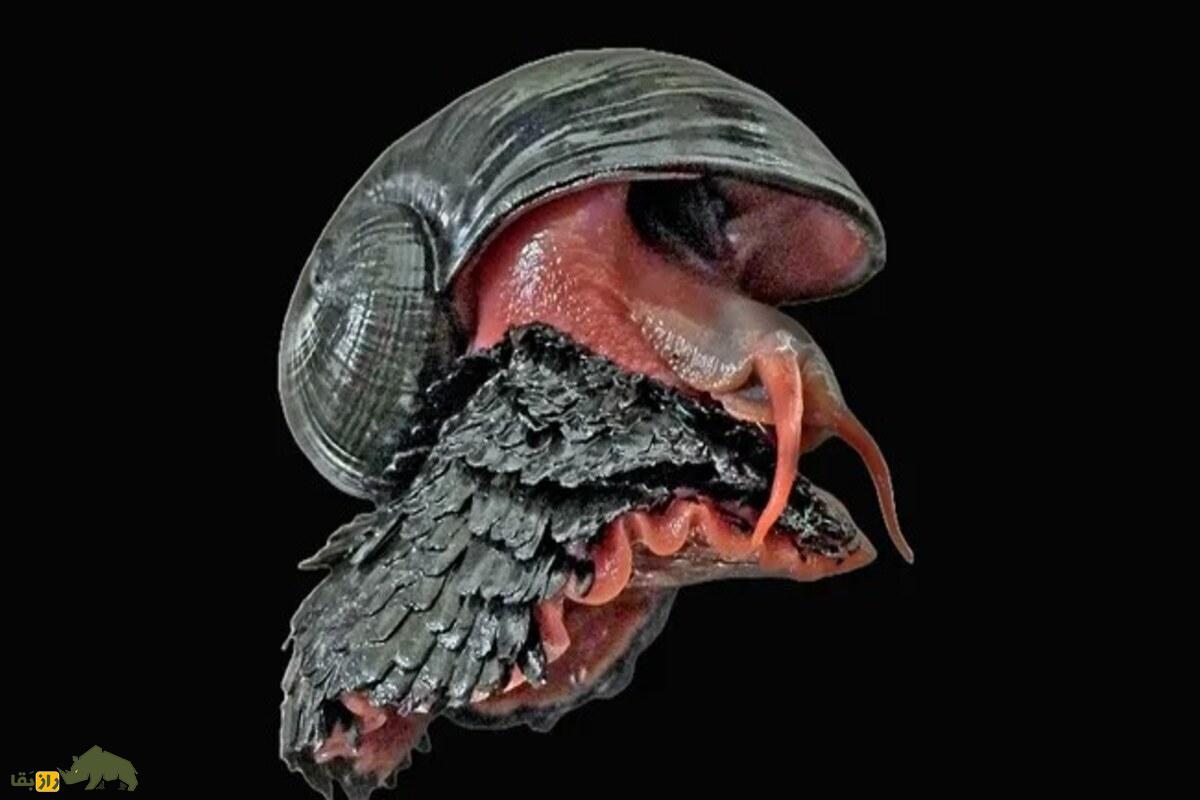 حلزون فلسدار آتشفشانی؛ موجود دوجنسه و زرهپوش با قلب غولپیکر که بدون غذا در اقیانوس زنده میماند