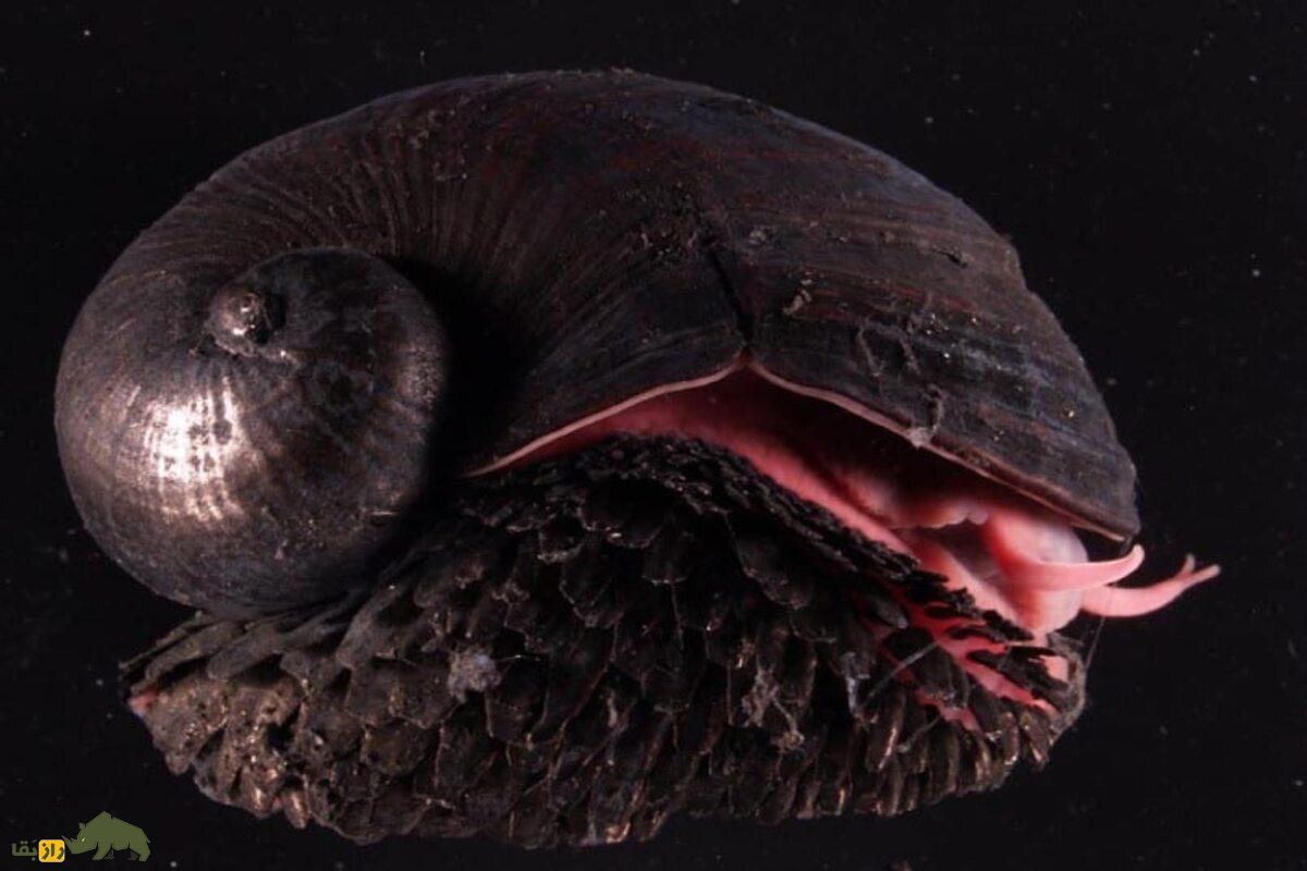 حلزون فلسدار آتشفشانی؛ موجود زرهپوش با قلب غولپیکر که بدون غذا در اعماق اقیانوس زنده میماند حلزون فلسدار آتشفشانی؛ موجود زرهپوش با قلب غولپیکر که بدون غذا در اعماق اقیانوس زنده میماند