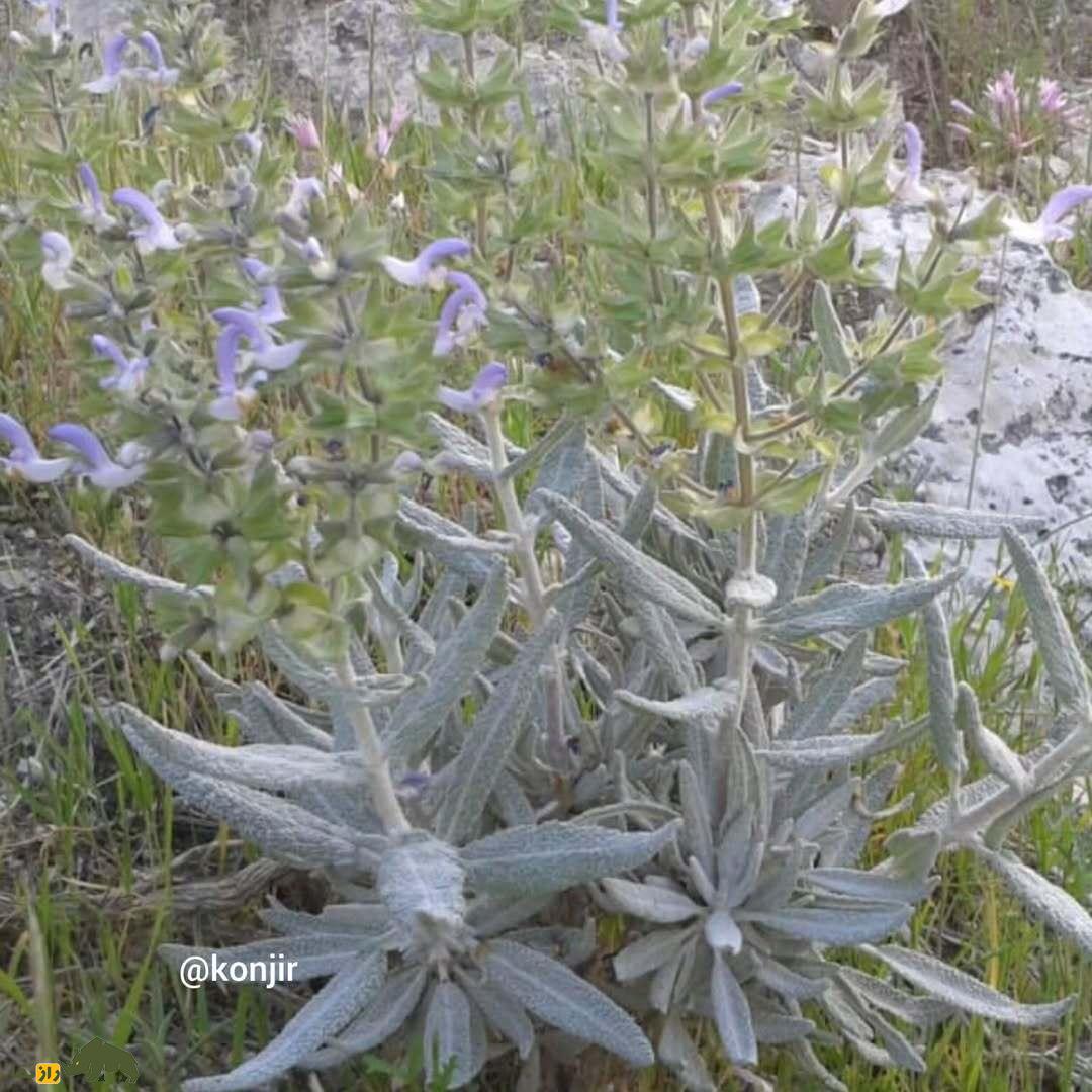 مورتلخ یا مریم گلی کارواندی؛ گیاه معروف هرمزگان که بیماریهای پوستی و نفخ معده را درمان میکند مورتلخ یا مریم گلی کارواندی