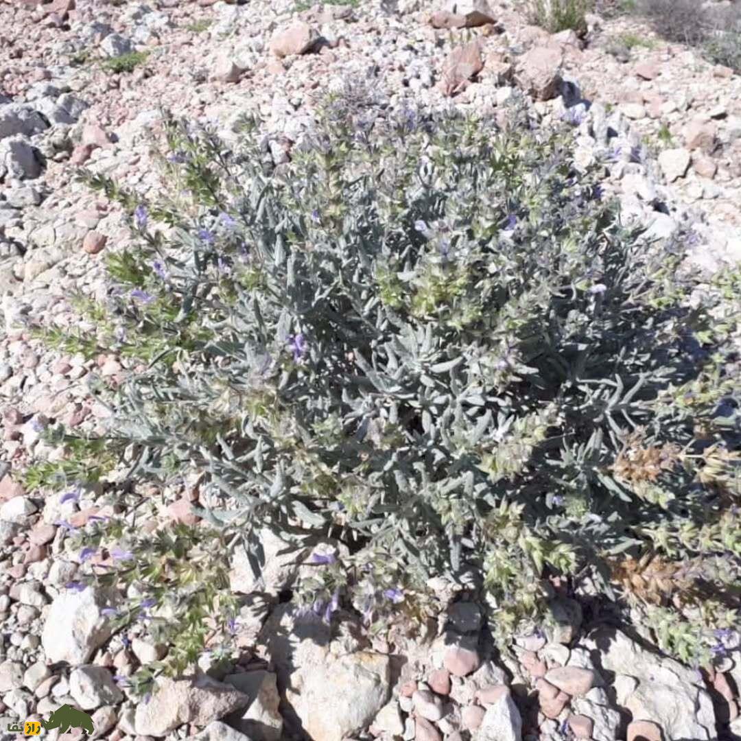مورتلخ یا مریم گلی کارواندی؛ گیاه معروف هرمزگان که بیماریهای پوستی و نفخ معده را درمان میکند مورتلخ یا مریم گلی کارواندی