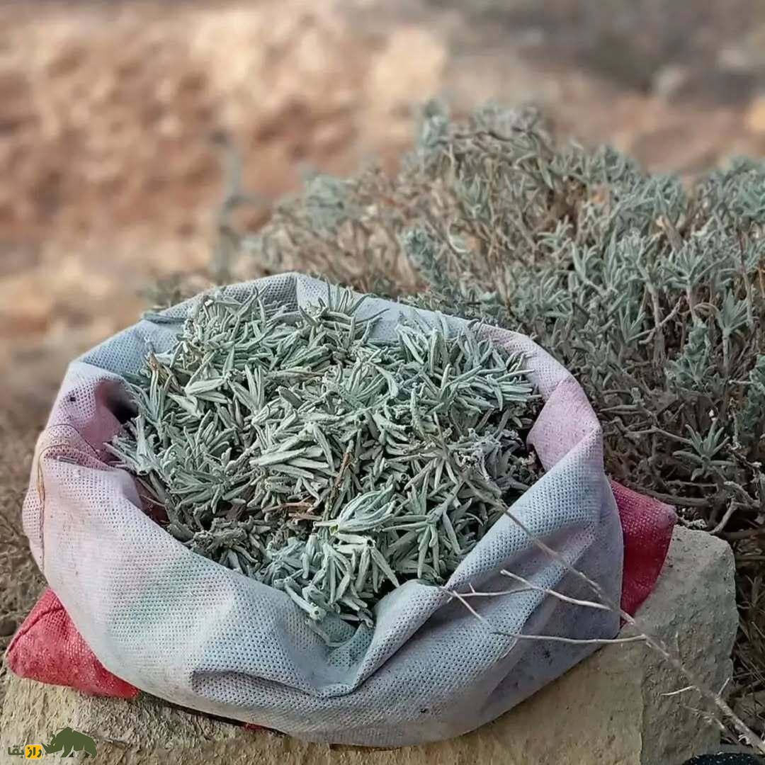 مورتلخ یا مریم گلی کارواندی؛ گیاه معروف هرمزگان که بیماریهای پوستی و نفخ معده را درمان میکند مورتلخ یا مریم گلی کارواندی