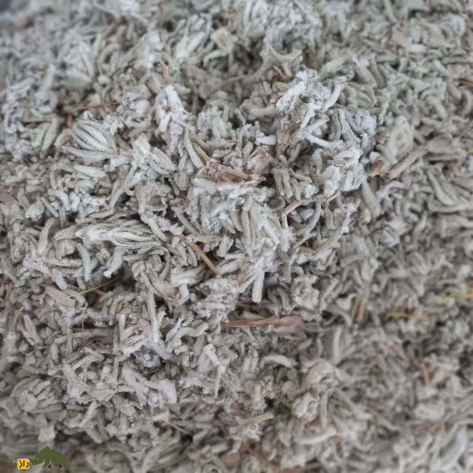مورتلخ یا مریم گلی کارواندی؛ گیاه معروف هرمزگان که بیماریهای پوستی و نفخ معده را درمان میکند مورتلخ یا مریم گلی کارواندی