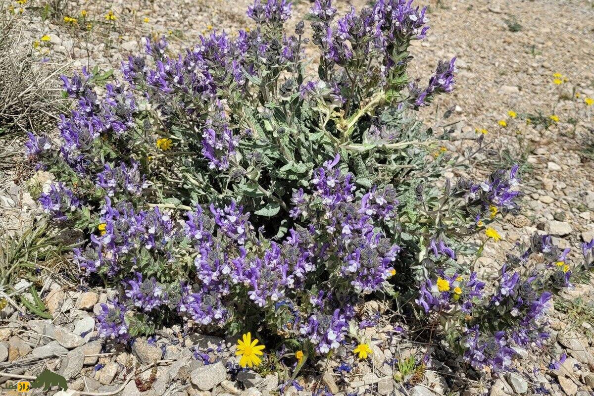 مورتلخ؛ گیاه معروف هرمزگان که بیماریهای پوستی و نفخ معده را درمان میکند