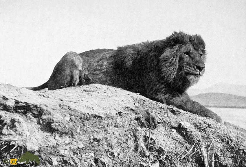 شیر بربری یا شیر اطلس: شیر معروف به «نگهبان کوهستان» در شمال آفریقا که ۲۷۰ کیلو وزن و ۳ متر طول داشت شیر بربری یا شیر اطلس