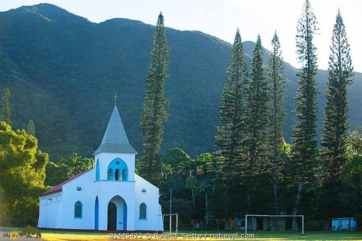 کاج کوک؛ درختی باقی مانده از دوران دایناسورها که هر جای دنیا باشد به سمت خط استوا خم میشود! کاج کوک؛ درختی باقی مانده از دوران دایناسورها که هر جای دنیا باشد به سمت خط استوا خم میشود!