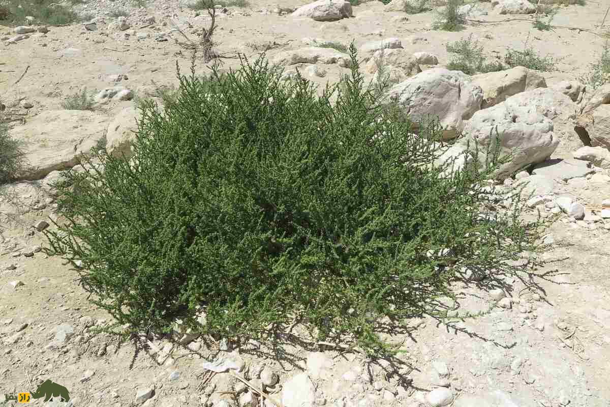 سمسیل یا سیاهشور مصری؛ چطور این گیاه شور، دردهای کلیوی را درمان میکند سمسیل یا سیاهشور مصری؛ چطور این گیاه شور، دردهای کلیوی را درمان میکند