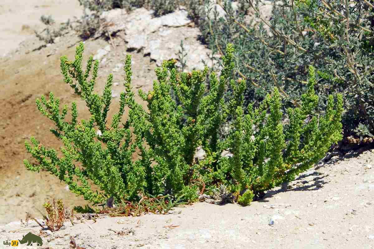 سمسیل یا سیاهشور مصری؛ چطور این گیاه شور، دردهای کلیوی را درمان میکند سمسیل یا سیاهشور مصری؛ چطور این گیاه شور، دردهای کلیوی را درمان میکند