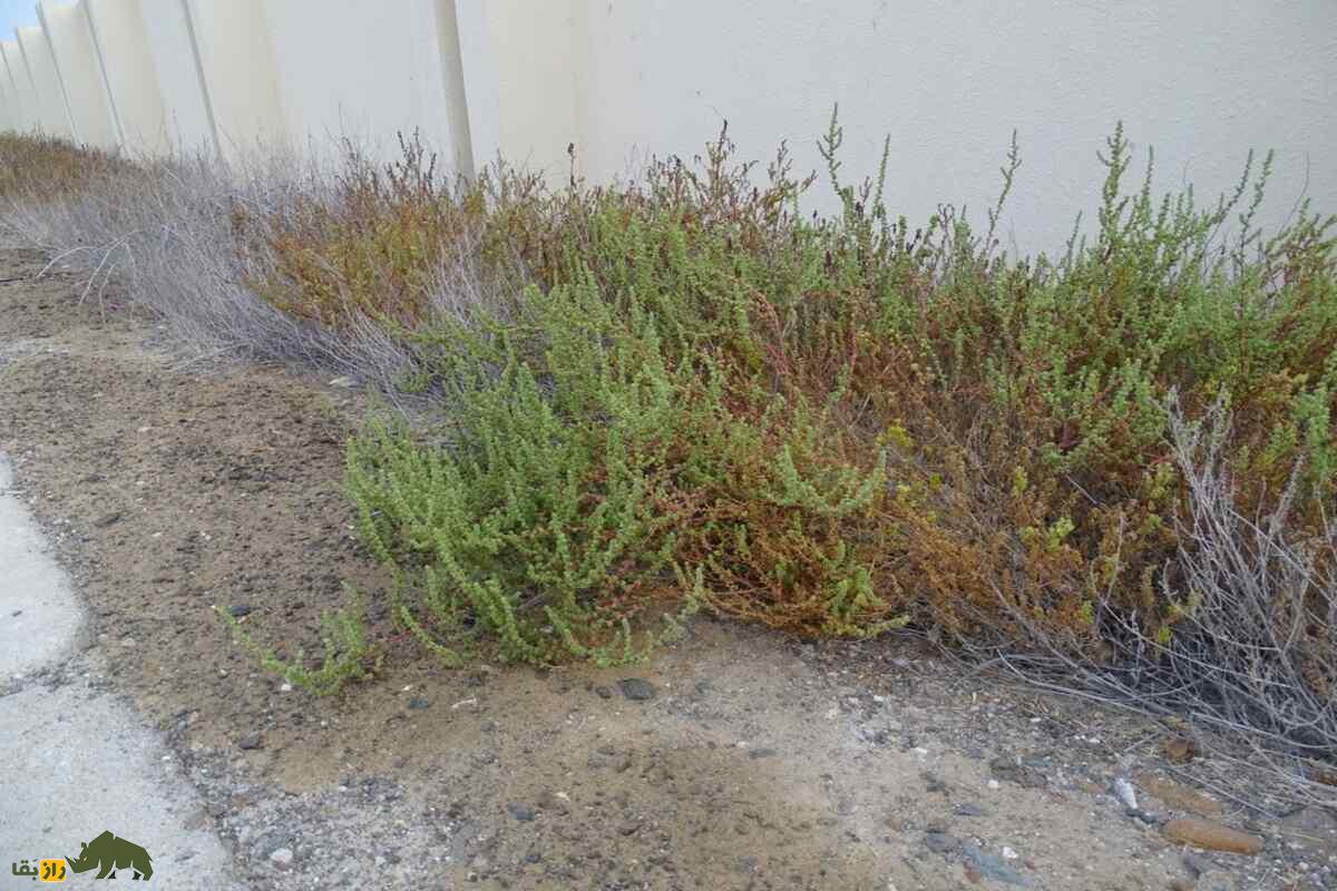 سمسیل یا سیاهشور مصری؛ چطور این گیاه شور، دردهای کلیوی را درمان میکند سمسیل یا سیاهشور مصری؛ چطور این گیاه شور، دردهای کلیوی را درمان میکند
