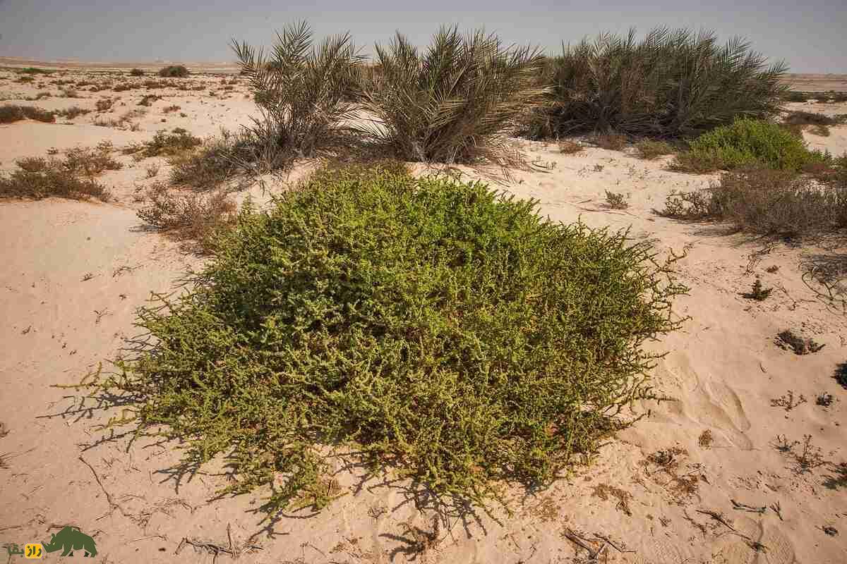 سمسیل یا سیاهشور مصری؛ چطور این گیاه شور، دردهای کلیوی را درمان میکند سمسیل یا سیاهشور مصری؛ چطور این گیاه شور، دردهای کلیوی را درمان میکند
