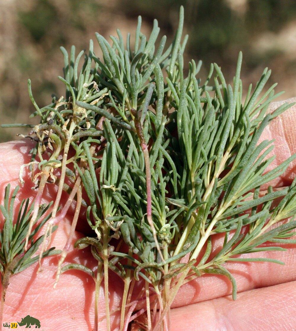 سمسیل یا سیاهشور مصری؛ چطور این گیاه شور، دردهای کلیوی را درمان میکند سمسیل یا سیاهشور مصری