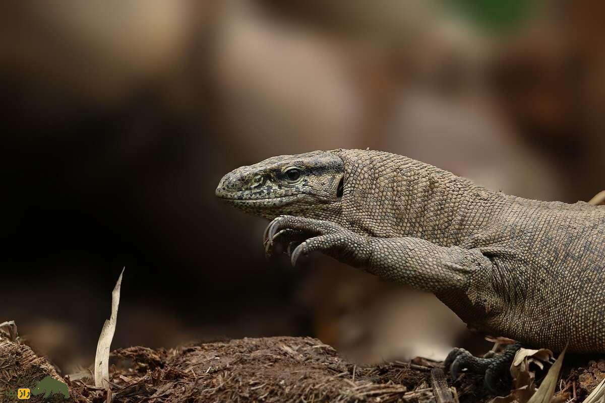 بزمجه بنگال؛ برادر کوچک و باهوشتر اژدهای کومودو که در بندرعباس زندگی میکند و عاشق تخممرغ است!