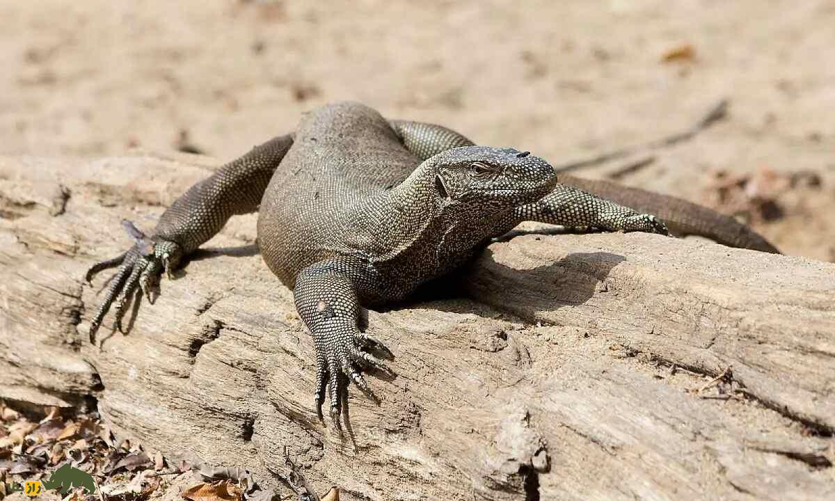 بزمجه بنگال: بزمجه ساکن بندرعباس و فوق العاده باهوش و ترسناک که با سنگ تخم مرغ را میشکند بزمجه بنگال