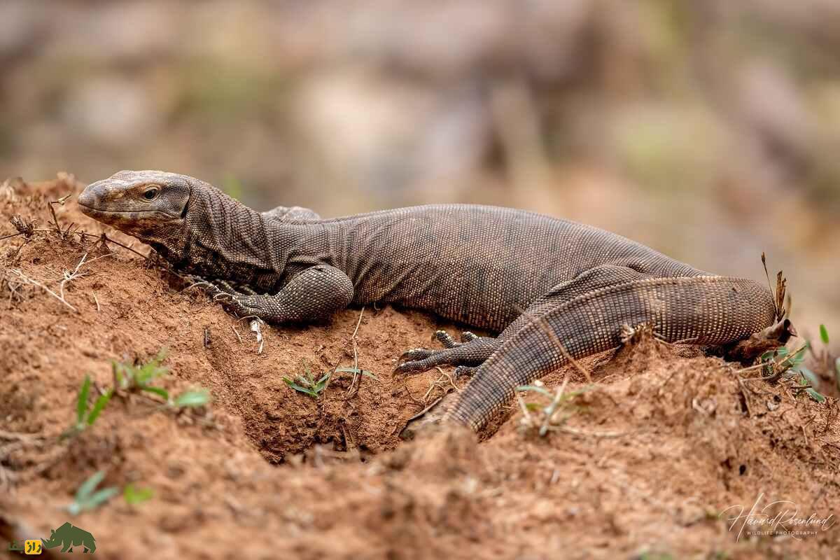 بزمجه بنگال: بزمجه ساکن بندرعباس و فوق العاده باهوش و ترسناک که با سنگ تخم مرغ را میشکند بزمجه بنگال