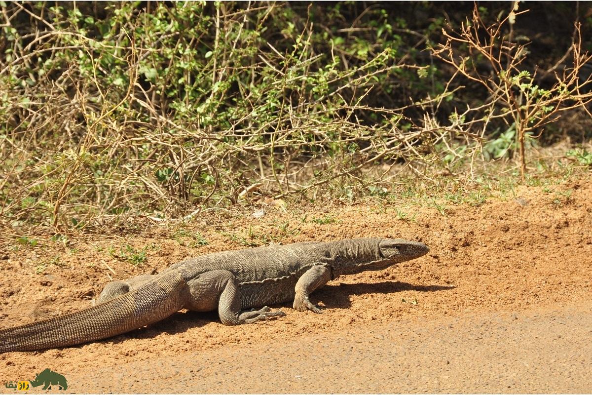 بزمجه بنگال: بزمجه ساکن بندرعباس و فوق العاده باهوش و ترسناک که با سنگ تخم مرغ را میشکند بزمجه بنگال