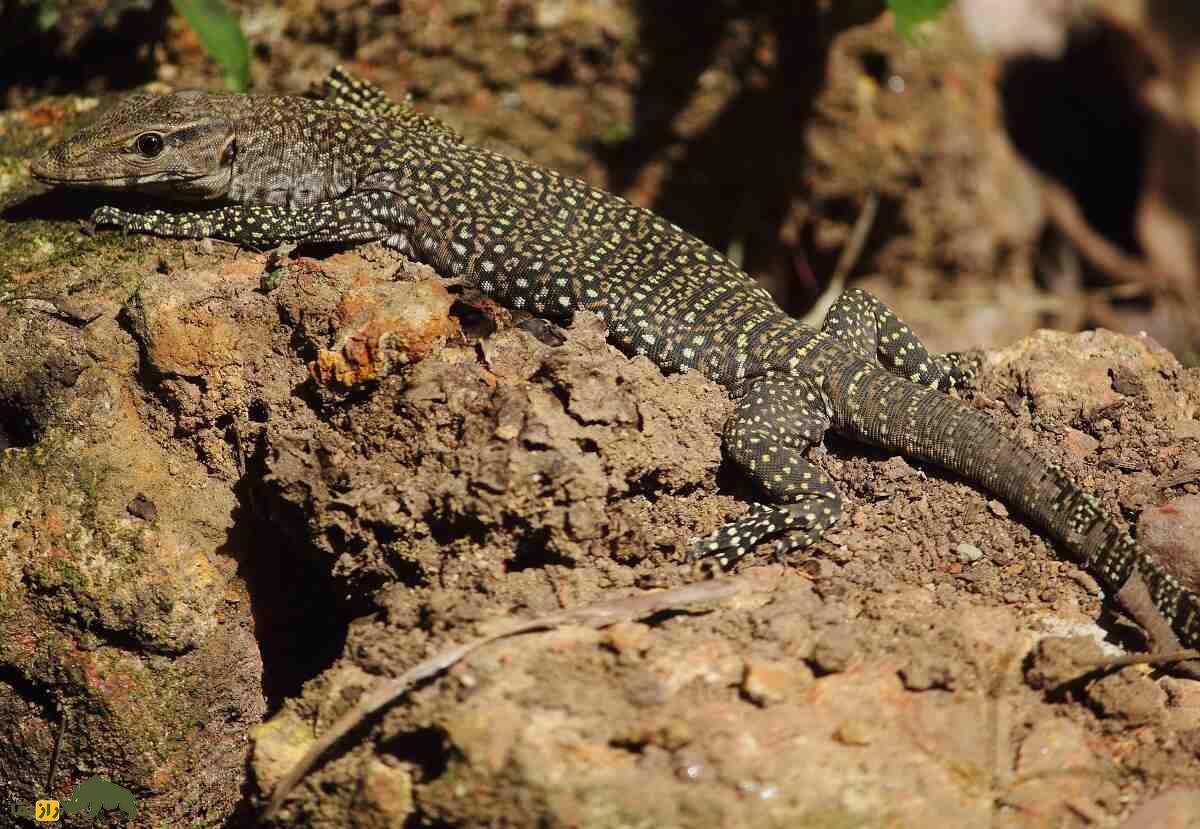 بزمجه بنگال: بزمجه ساکن بندرعباس و فوق العاده باهوش و ترسناک که با سنگ تخم مرغ را میشکند بزمجه بنگال