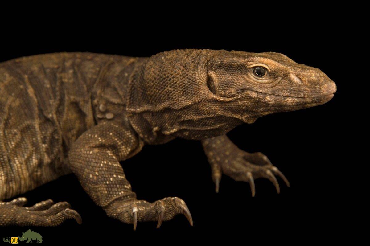 بزمجه بنگال: بزمجه ساکن بندرعباس و فوق العاده باهوش و ترسناک که با سنگ تخم مرغ را میشکند بزمجه بنگال