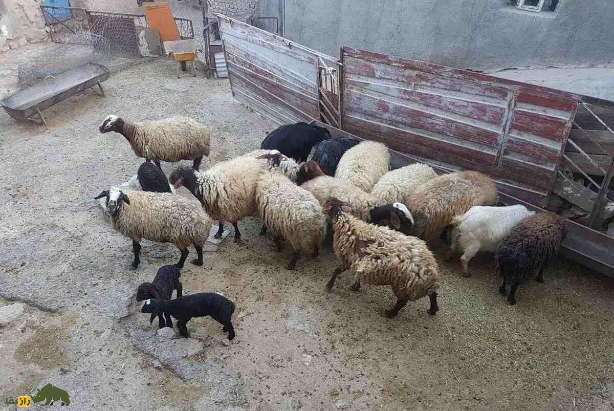 جفتگیری کدام نژادهای گوسفند در ایران بهترین برههای گوشتی را تولید میکند؟ گوسفند مهربان