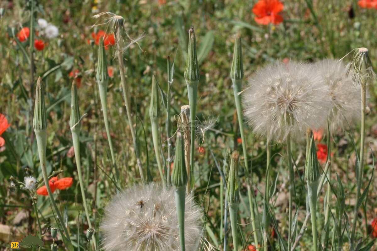 شنگ یا ریشبز خالدار؛ گیاه خوشمزهای که در کوهستانهای سرد ایران میروید و تصفیهکننده خون در طب سنتی است! شنگ یا ریشبز خالدار؛ گیاه خوشمزهای که در کوهستانهای سرد ایران میروید و تصفیهکننده خون در طب سنتی است!