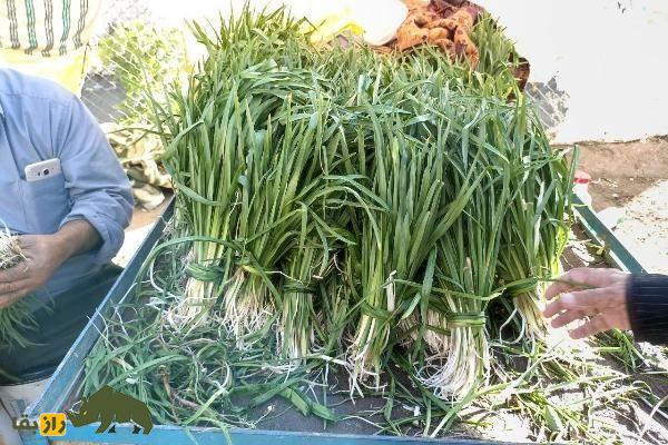 شنگ یا ریشبز خالدار؛ گیاه خوشمزهای که در کوهستانهای سرد ایران میروید و تصفیهکننده خون در طب سنتی است! شنگ یا ریشبز خالدار