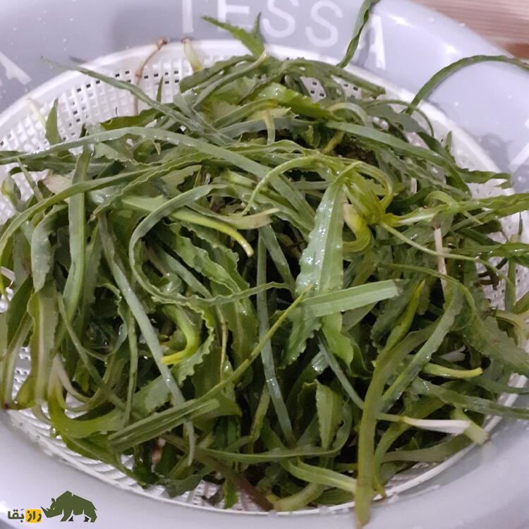 شنگ یا ریشبز خالدار؛ گیاه خوشمزهای که در کوهستانهای سرد ایران میروید و تصفیهکننده خون در طب سنتی است! شنگ یا ریشبز خالدار