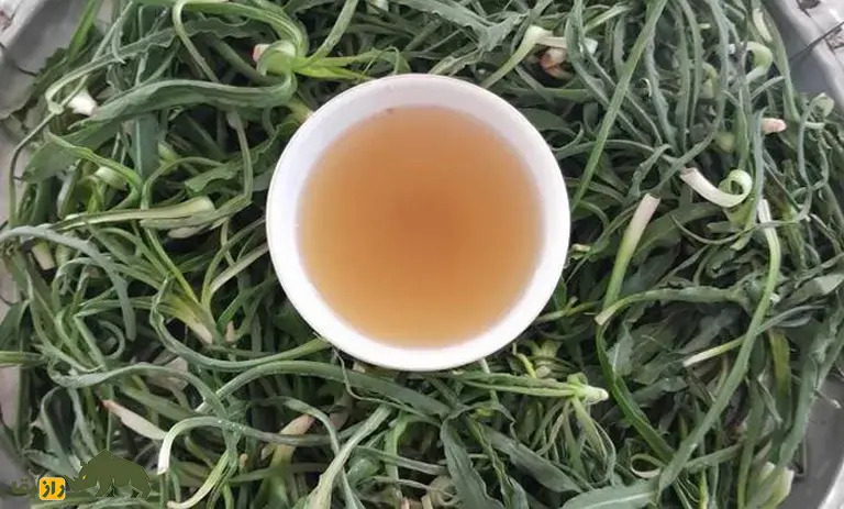 شنگ یا ریشبز خالدار؛ گیاه خوشمزهای که در کوهستانهای سرد ایران میروید و تصفیهکننده خون در طب سنتی است! شنگ یا ریشبز خالدار