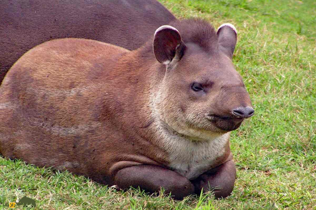 تاپیر آمریکای جنوبی؛ بازگشت تاریخی به جنگلهای آتلانتیک پس از ۹۰ سال غیبت بچه تاپیر آمریکای جنوبی خوابیده