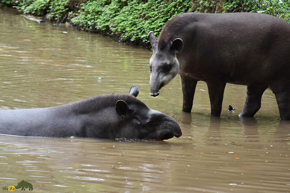 تاپیر آمریکای جنوبی؛ عجیبترین حیوان جهان مشهور به «قهرمان سنگینوزن» پس از ۱۰۰ سال دوباره به جنگل بازگشت تاپیر آمریکای جنوبی