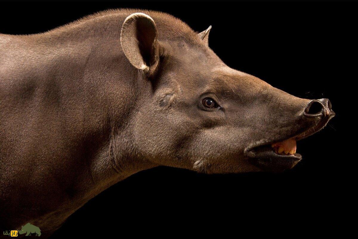 تاپیر آمریکای جنوبی؛ شگفتانگیزترین حیوان جهان مشهور به «قهرمان سنگینوزن» پس از ۱۰۰ سال دوباره به جنگل بازگشت